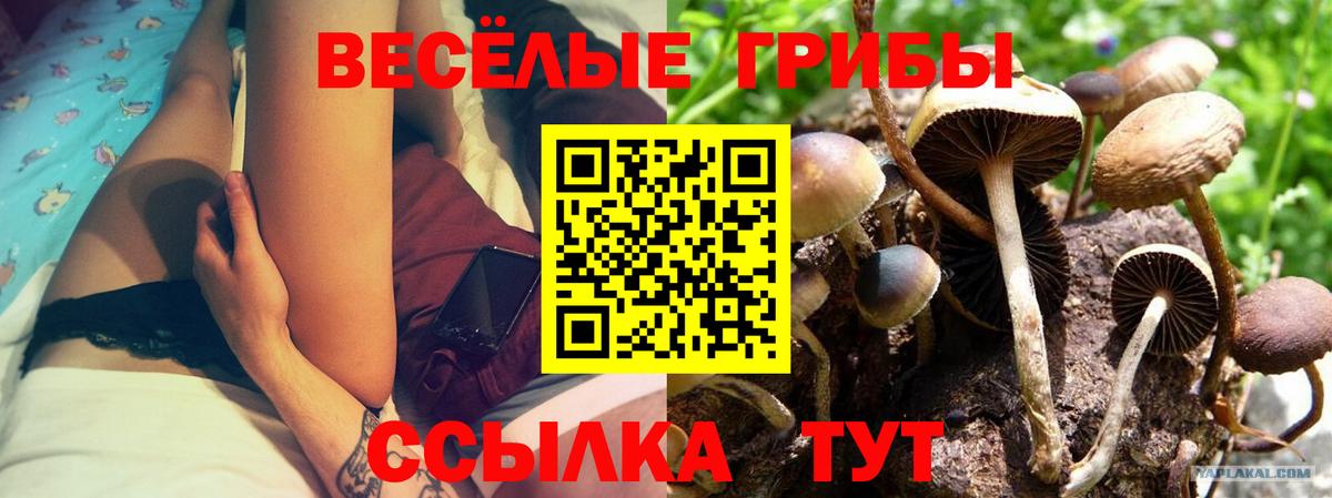 Галлюциногенные грибы прущие грибы Калач-на-Дону
